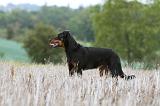 BEAUCERON 573